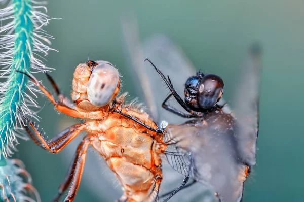 Makro Çekimler Güzel Doğa Sahnesi Yusufçuk Sineği — Stok fotoğraf