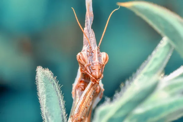 Close Pair Beautiful European Mantis Mantis Religiosa — Stock Photo, Image