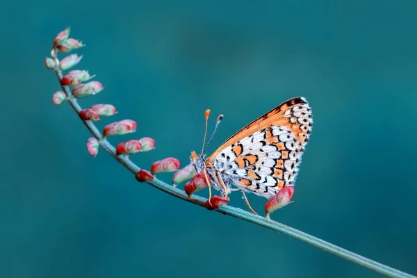 Çiçek Oturma Portre Güzel Kelebek — Stok fotoğraf