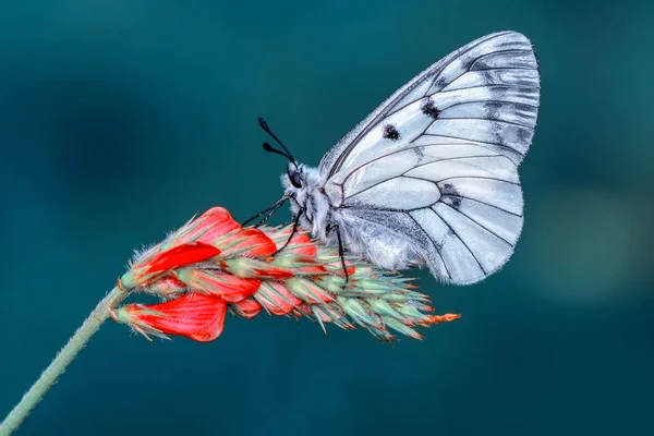 Primer Plano Hermosa Mariposa Sentada Flor — Foto de Stock