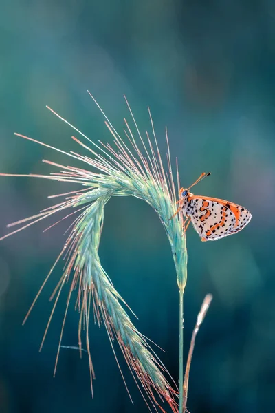 Vértes Gyönyörű Pillangó Virág — Stock Fotó