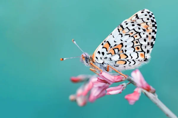 Primo Piano Bella Farfalla Seduta Sul Fiore — Foto Stock