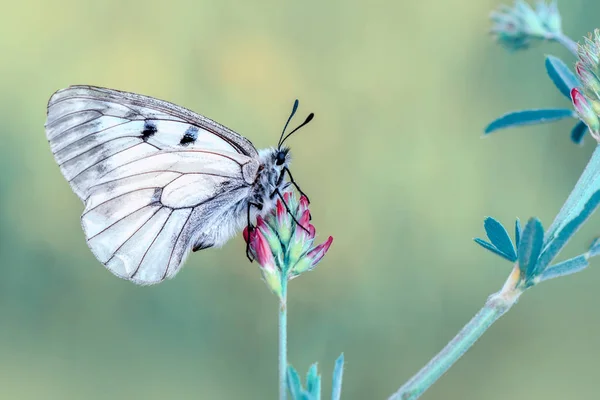 Closeup Bela Borboleta Sentado Flor — Fotografia de Stock