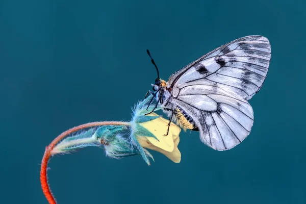 Primer Plano Hermosa Mariposa Sentada Flor —  Fotos de Stock