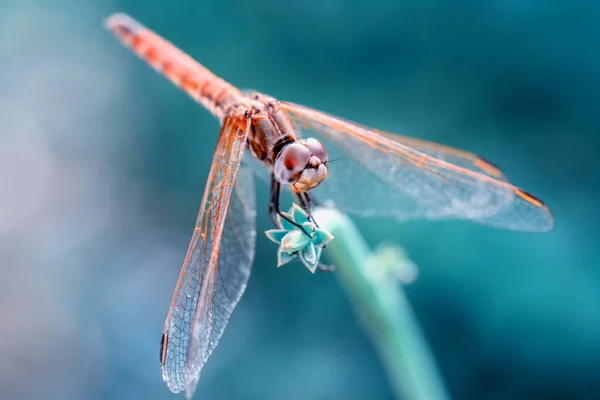 Makroaufnahmen Schöne Naturszene Libelle — Stockfoto