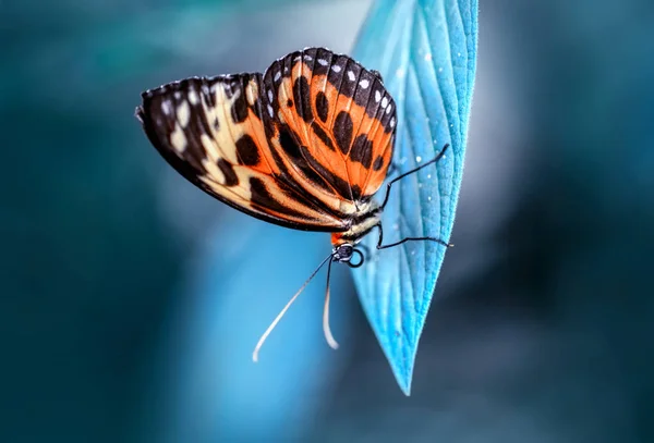 Primer Plano Hermosa Mariposa Sentada Flor —  Fotos de Stock