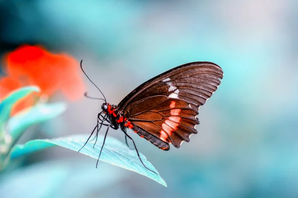 Gros Plan Beau Papillon Assis Sur Fleur — Photo