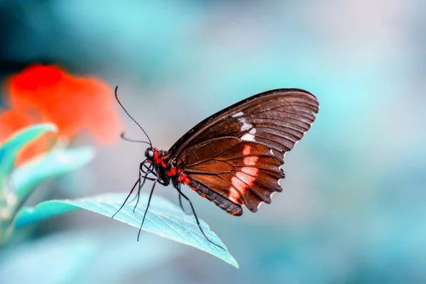 Nahaufnahme Schöner Schmetterling Auf Blume Sitzend — Stockfoto