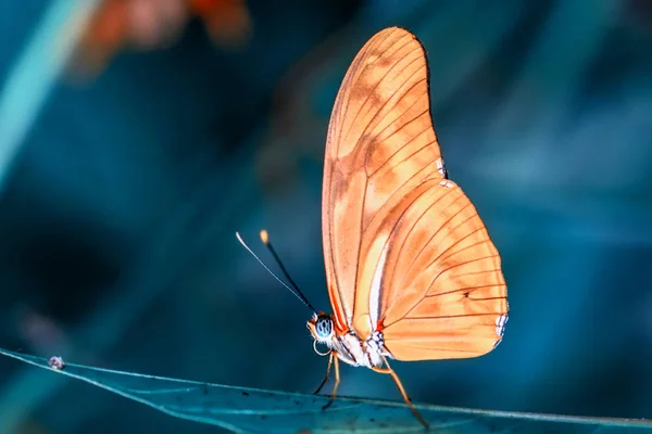 Closeup Bela Borboleta Sentado Flor — Fotografia de Stock