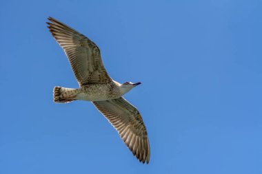 Arka plan olarak gökyüzünde uçan tek bir martı.