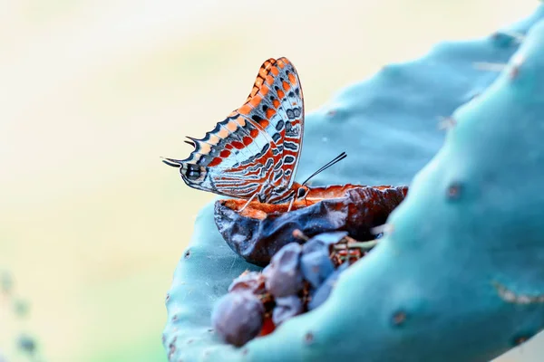 Nahaufnahme Schöner Schmetterling Auf Blume Sitzend — Stockfoto