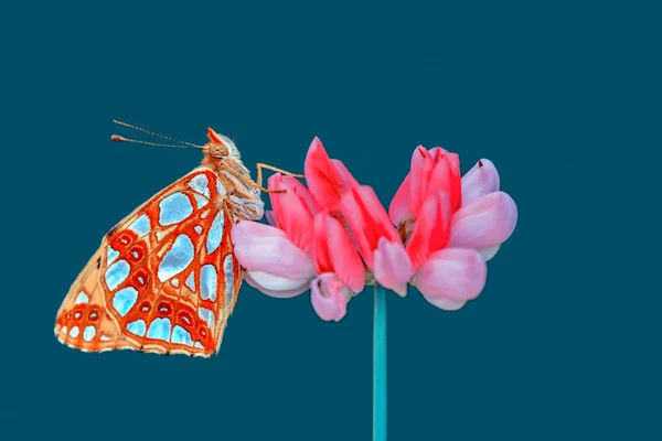 Çiçek Oturma Portre Güzel Kelebek — Stok fotoğraf