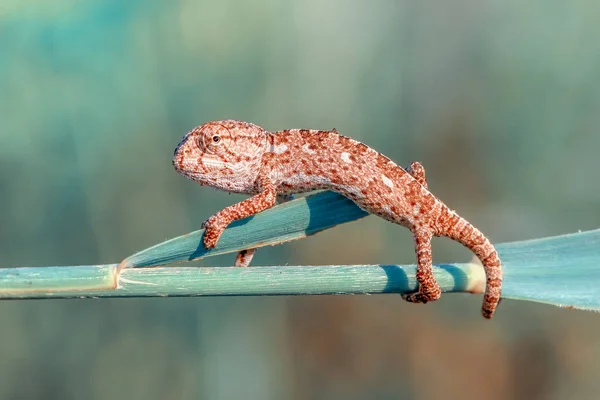 Macro Shots Prachtige Natuur Scene Groene Kameleon — Stockfoto