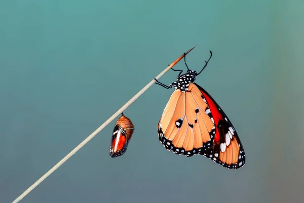 Şaşırtıcı an, Monarch kelebek ve chrysalis