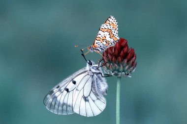 Çiçek oturma portre güzel kelebek