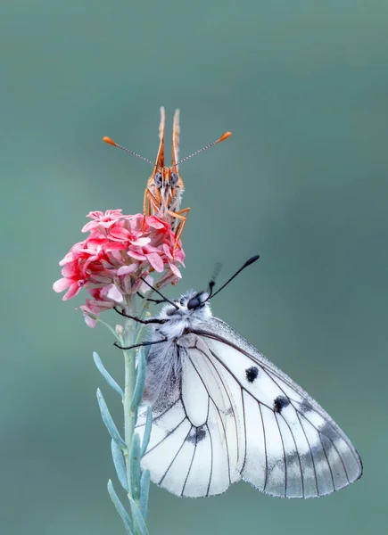 Closeup Beautiful Butterfly Sitting Flower — Stock Photo, Image