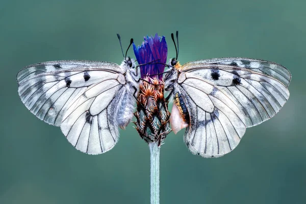 Zbliżenie Kwiat Piękny Motyl — Zdjęcie stockowe