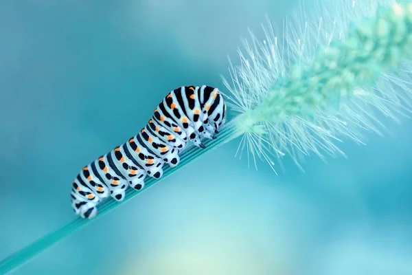 Gyönyörű Aterpillar Neve Stock Kép — Stock Fotó