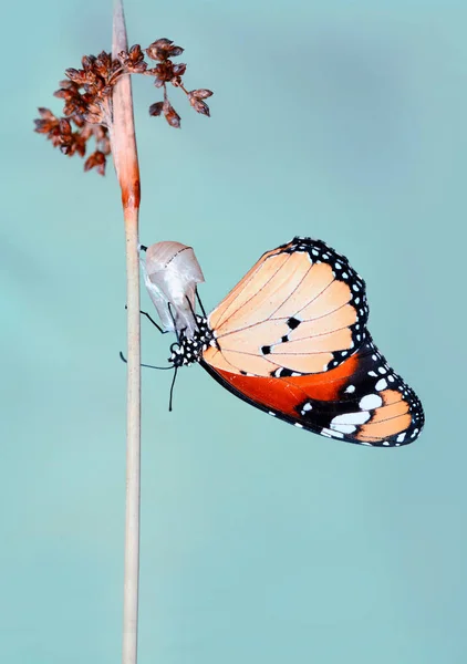 Εκπληκτική Στιγμή Πεταλούδα Monarch Αναδύεται Από Χρυσαλλίδα Του — Φωτογραφία Αρχείου