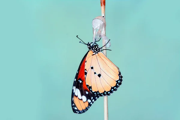 Momento Increíble Mariposa Monarca Emergiendo Crisálida — Foto de Stock