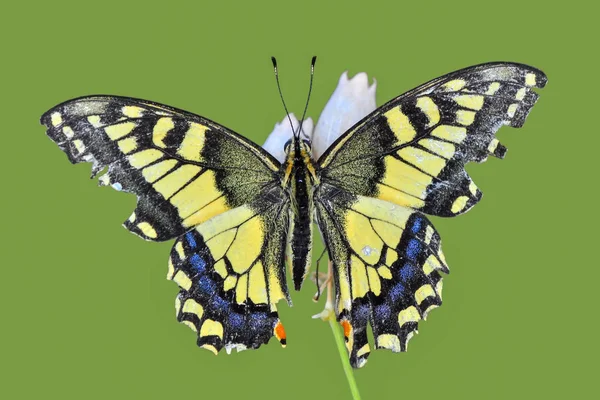 Primer Plano Hermosa Mariposa Sentada Flor — Foto de Stock