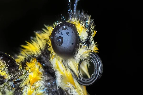 Gros Plan Beau Papillon Assis Sur Fleur — Photo