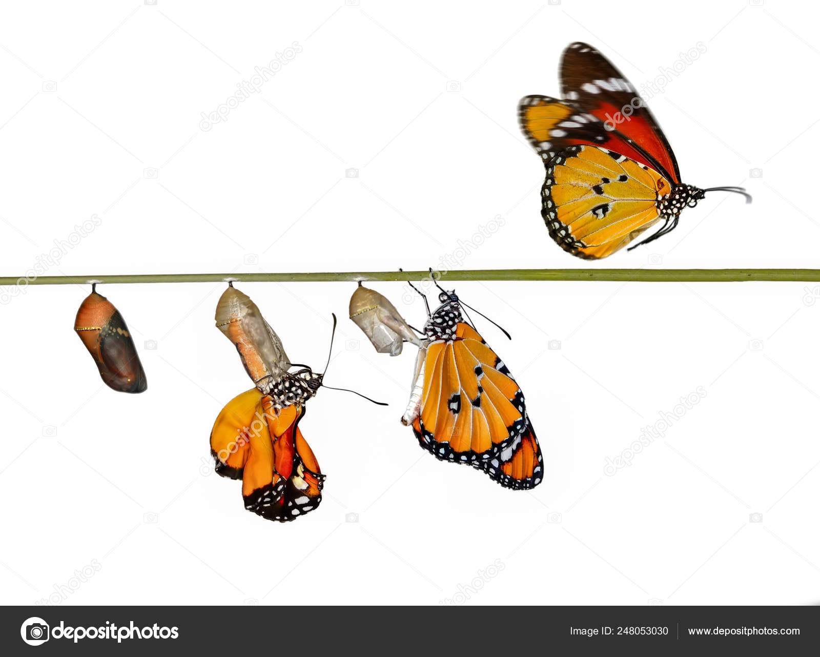 蛹や繭が中断されます 蝶の概念の変容— ストックイラストレーション by © Blackdiamond67 #248053030, image size:1600x1281