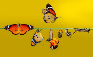 kelebekler, Pupa ve Koza askıya alınır. Kelebek kavramı dönüşümü