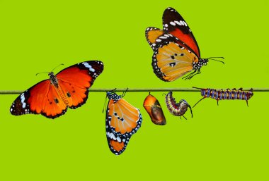 kelebekler, Pupa ve Koza askıya alınır. Kelebek kavramı dönüşümü