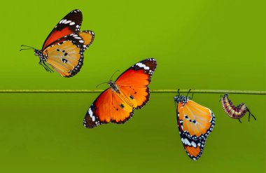 kelebekler, Pupa ve Koza askıya alınır. Kelebek kavramı dönüşümü