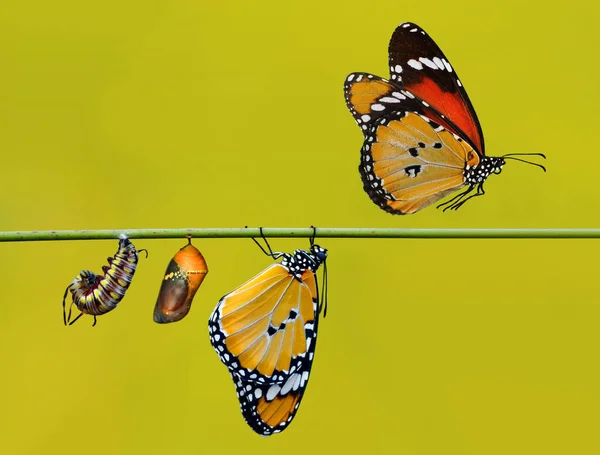 butterflies, pupae and cocoons are suspended. Concept transformation of Butterfly