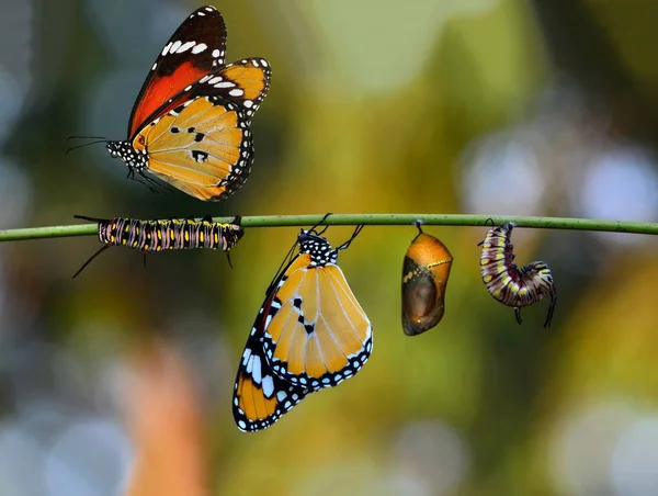 Αναστέλλονται Πεταλούδες Τις Χρυσαλίδες Και Κουκούλια Μετασχηματισμού Της Έννοιας Της — Φωτογραφία Αρχείου