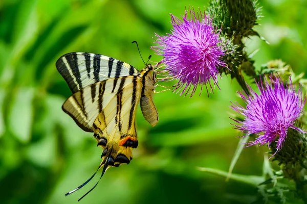 Closeup Bela Borboleta Sentado Flor — Fotografia de Stock