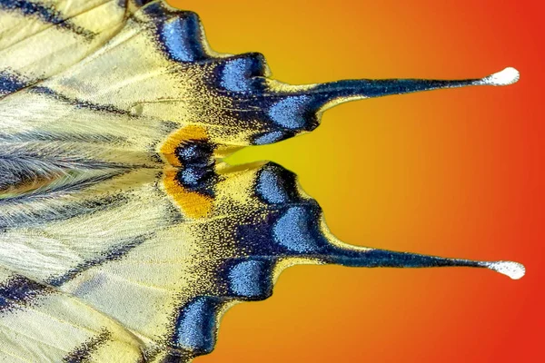 Экстремальный Макрос Заднего Плана Крыла Бабочки — стоковое фото
