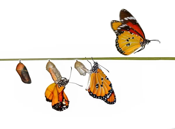 kelebekler, Pupa ve Koza askıya alınır. Kelebek kavramı dönüşümü