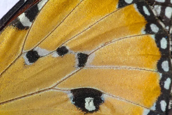 Ekstremalnych Makro Motyl Skrzydło Tło — Zdjęcie stockowe