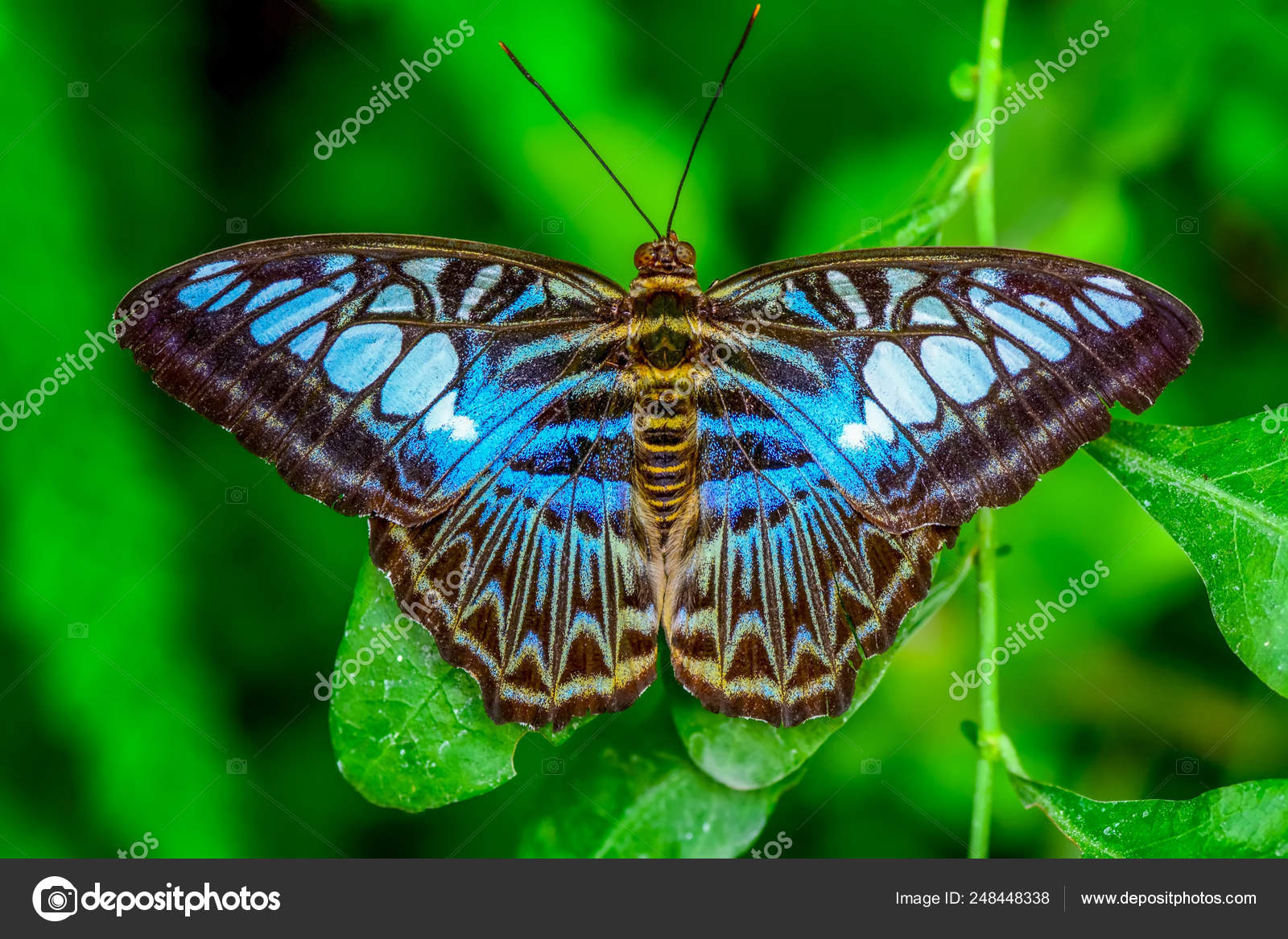 クローズ アップ美しい蝶が花の上に座って クリッパー とされているシルビア ストック写真 C Blackdiamond67
