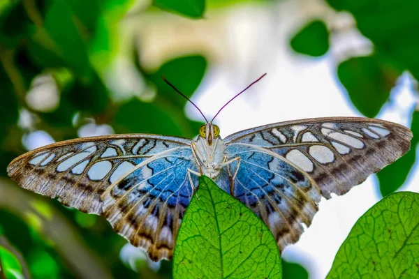 Primer Plano Hermosa Mariposa Sentada Flor Clipper Parthenos Sylvia — Foto de Stock