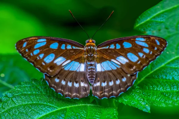 Primer Plano Hermosa Mariposa Sentada Flor Clipper Parthenos Sylvia —  Fotos de Stock