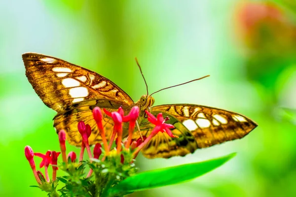 Крупним Планом Красива Метелик Сидить Квітці Clipper Парфенос Сільвія — стокове фото