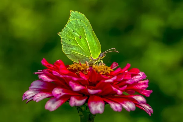 Gros Plan Beau Papillon Assis Sur Fleur Brimstone Commun — Photo