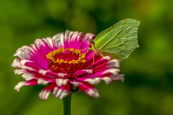 Gros Plan Beau Papillon Assis Sur Fleur Brimstone Commun — Photo