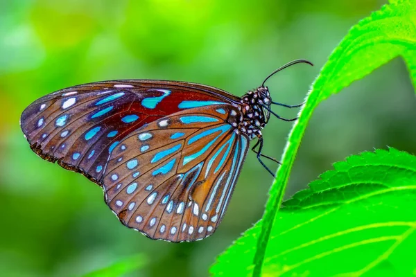 Gros Plan Beau Papillon Assis Sur Fleur Tigre Bleu Foncé — Photo