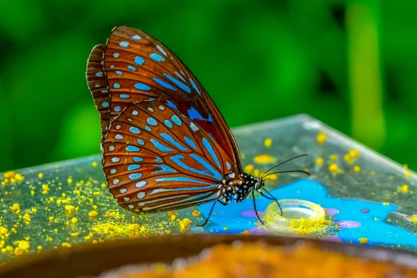 Primer Plano Hermosa Mariposa Sentada Flor Tigre Azul Oscuro Tirumala —  Fotos de Stock