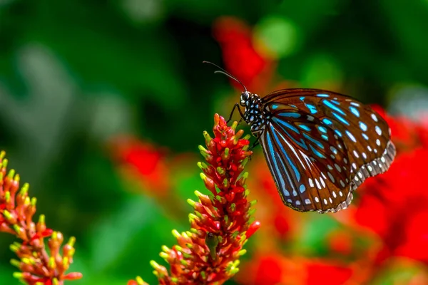 Closeup Beautiful Butterfly Sitting Flower Dark Blue Tiger Tirumala Septentrionis — Stock Photo, Image