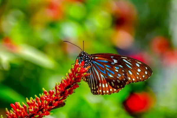 Gros Plan Beau Papillon Assis Sur Fleur Tigre Bleu Foncé — Photo