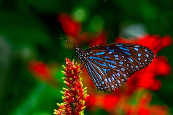 Closeup Fluture Frumos Stând Flori Dark Blue Tiger Tirumala Septentrionis — Fotografie, imagine de stoc
