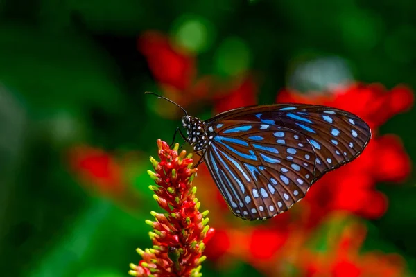 Gros Plan Beau Papillon Assis Sur Fleur Tigre Bleu Foncé — Photo