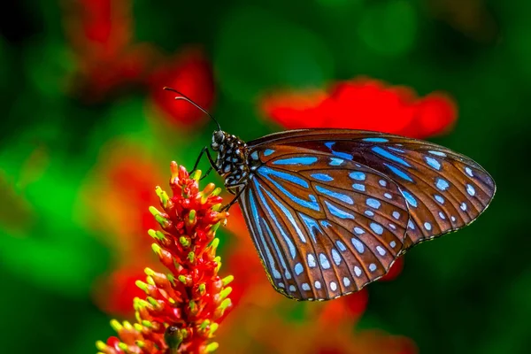 Closeup Krásný Motýl Sedí Květ Tmavě Modrý Tygr Ivana Septentrionis — Stock fotografie