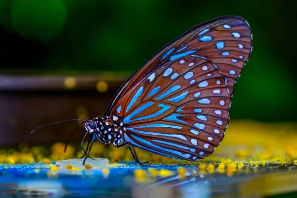 Primer Plano Hermosa Mariposa Sentada Flor Tigre Azul Oscuro Tirumala —  Fotos de Stock